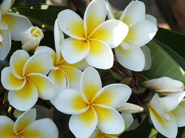 Plumeria Flower