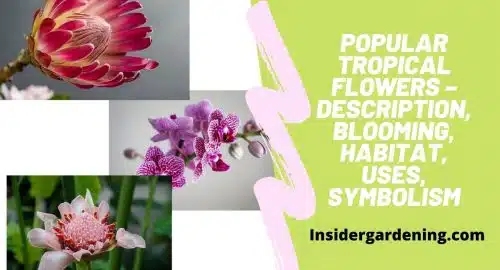 Popular Tropical Flowers – Description, Blooming, Habitat, Uses, Symbolism