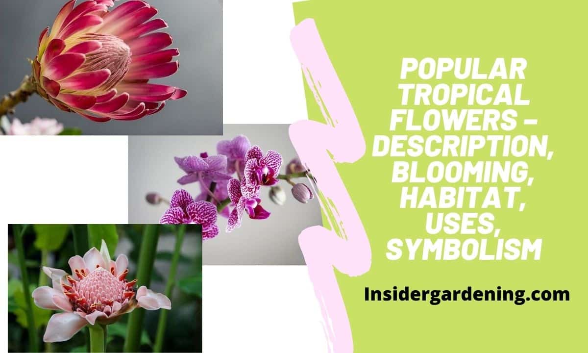 Popular Tropical Flowers – Description, Blooming, Habitat, Uses, Symbolism
