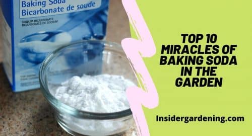 Top 10 Miracles of Baking Soda in the Garden