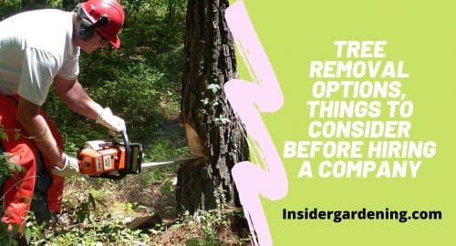 Tree Removal Options, Things To Consider Before Hiring A Company