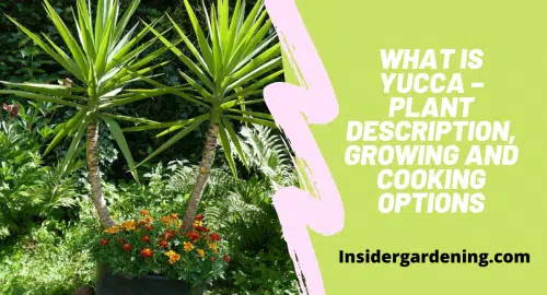 What is Yucca – Plant Description, Growing and Cooking Options