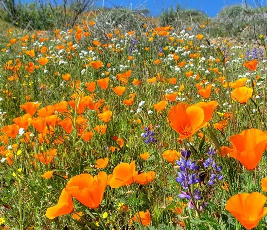 What is the difference between a wildflower and a native plant