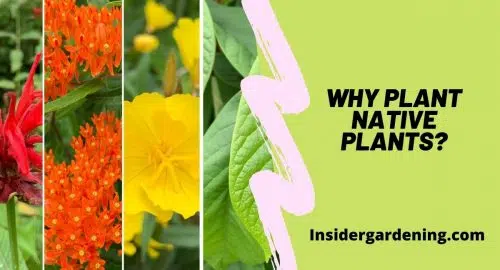 Why plant Native Plants