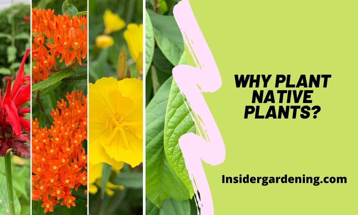 Why plant Native Plants