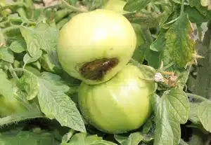 Blossom End Rot