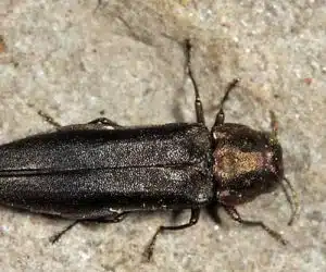 Bronze Birch Borer