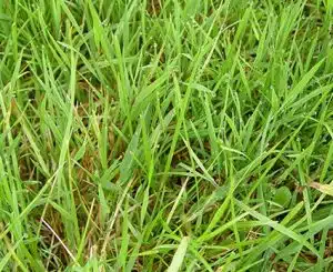 futterbau-straussgras