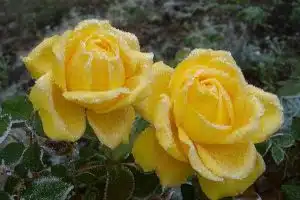 roses Yalow