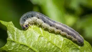 Cutworms