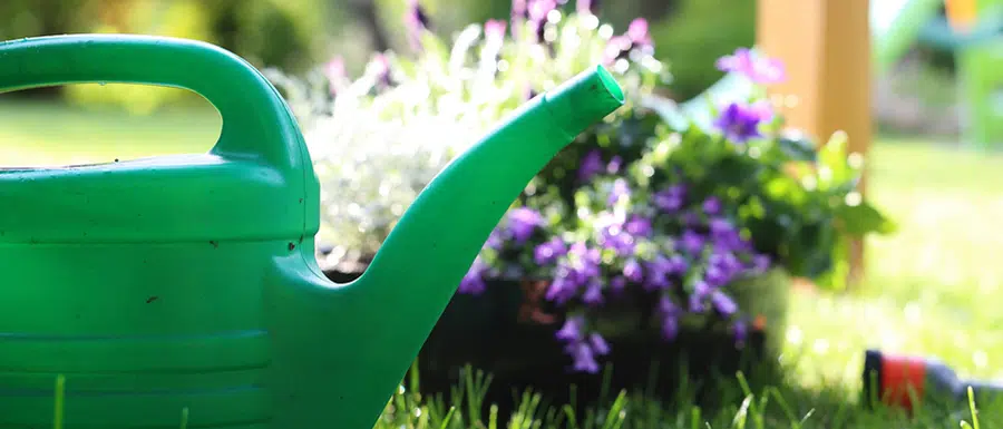 Gardening For Beginners