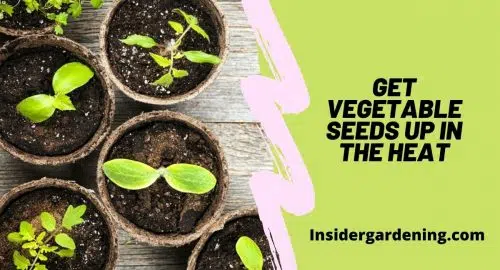 GET VEGETABLE SEEDS UP IN THE HEAT