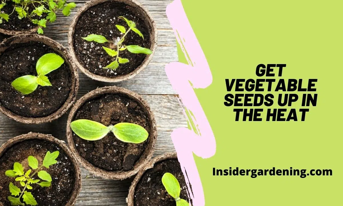 GET VEGETABLE SEEDS UP IN THE HEAT