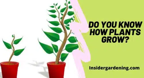 Do you Know How Plants Grow