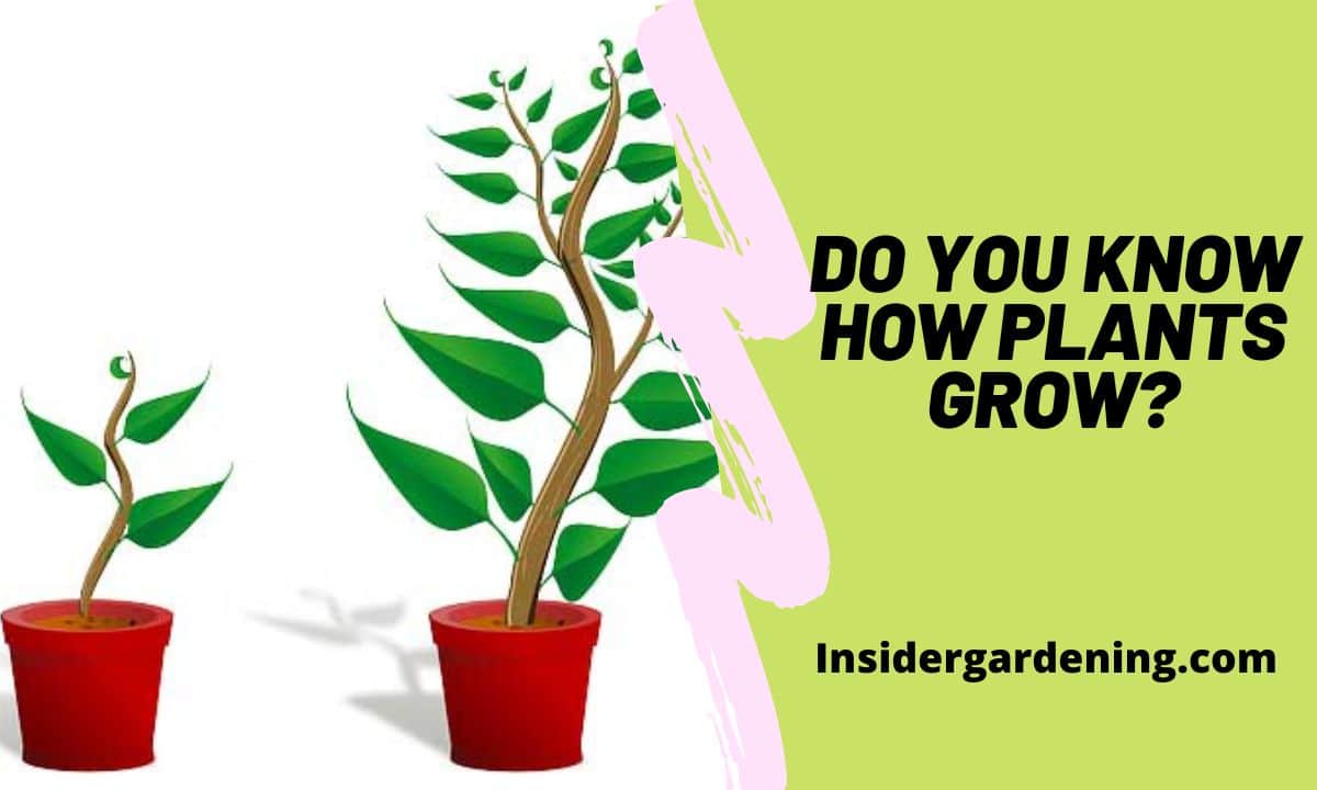 Do you Know How Plants Grow