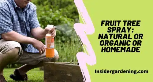 Fruit Tree Spray Natural or Organic or Homemade