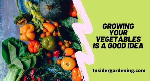 Growing Your Vegetables Is a Good Idea