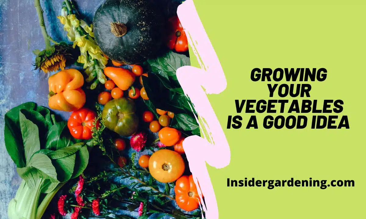 Growing Your Vegetables Is a Good Idea