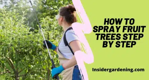 How To Spray Fruit Trees Step By Step