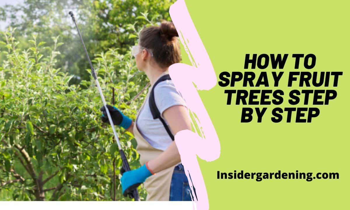 How To Spray Fruit Trees Step By Step