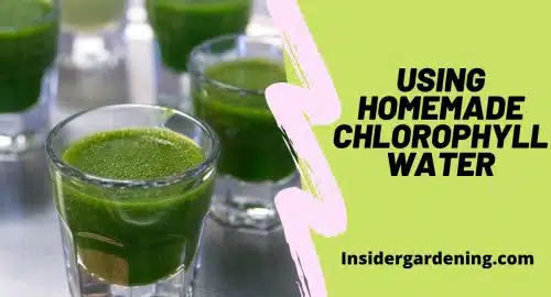 Using Homemade Chlorophyll Water