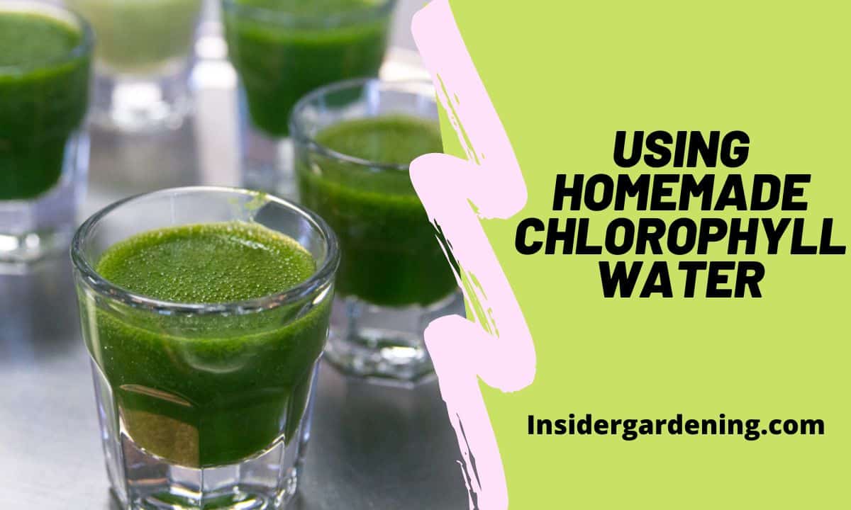 Using Homemade Chlorophyll Water