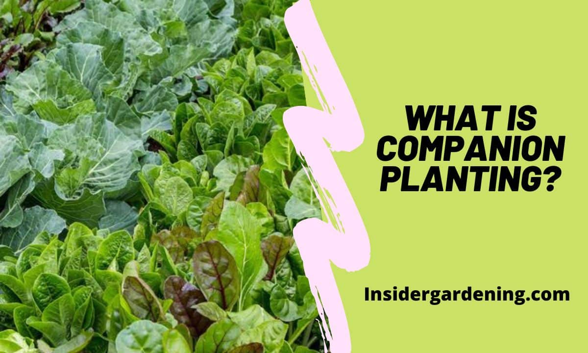 WHAT IS COMPANION PLANTING