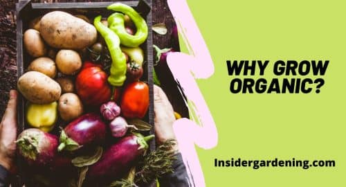 Why Grow Organic