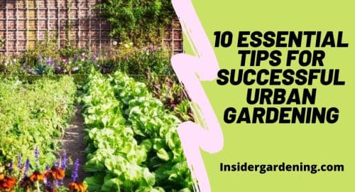 10 Essential Tips for Successful Urban Gardening
