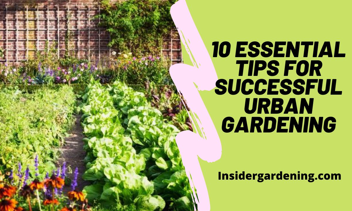 10 Essential Tips for Successful Urban Gardening