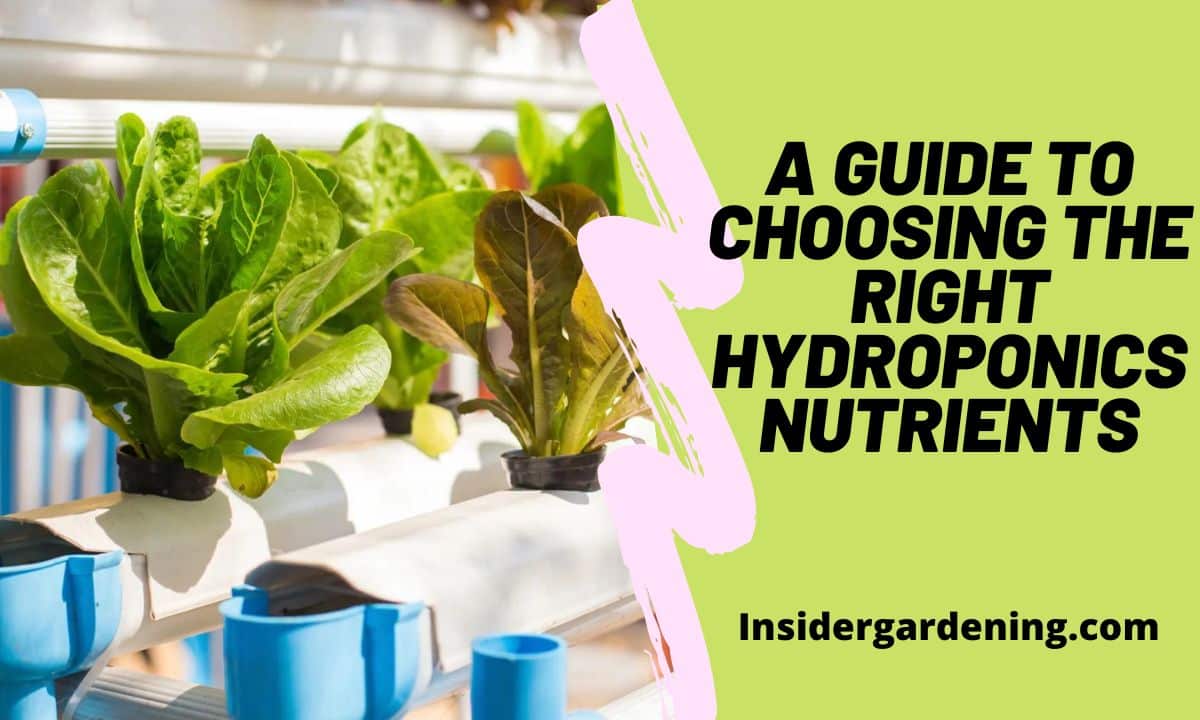 A Guide to Choosing the Right Hydroponics Nutrients