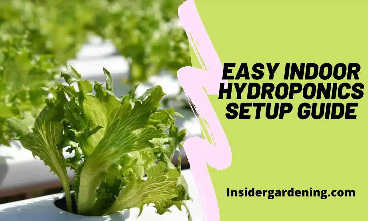 Easy Indoor Hydroponics Setup Guide Easy Indoor Hydroponics Setup Guide