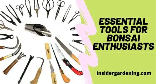 Essential Tools for Bonsai Enthusiasts