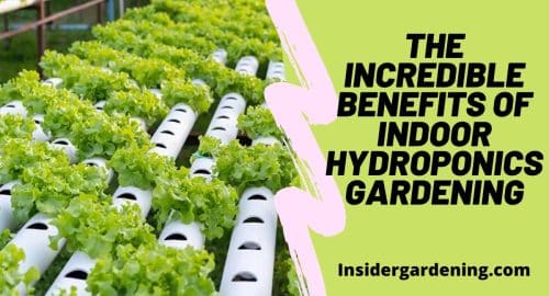 The Incredible Benefits of Indoor Hydroponics Gardening