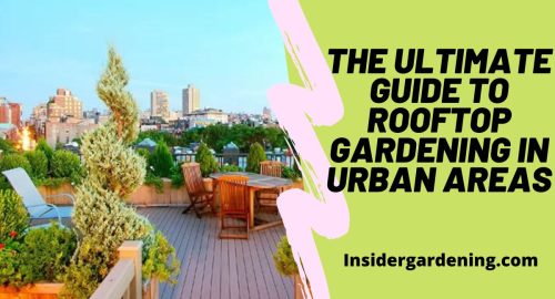 The Ultimate Guide to Rooftop Gardening in Urban Areas