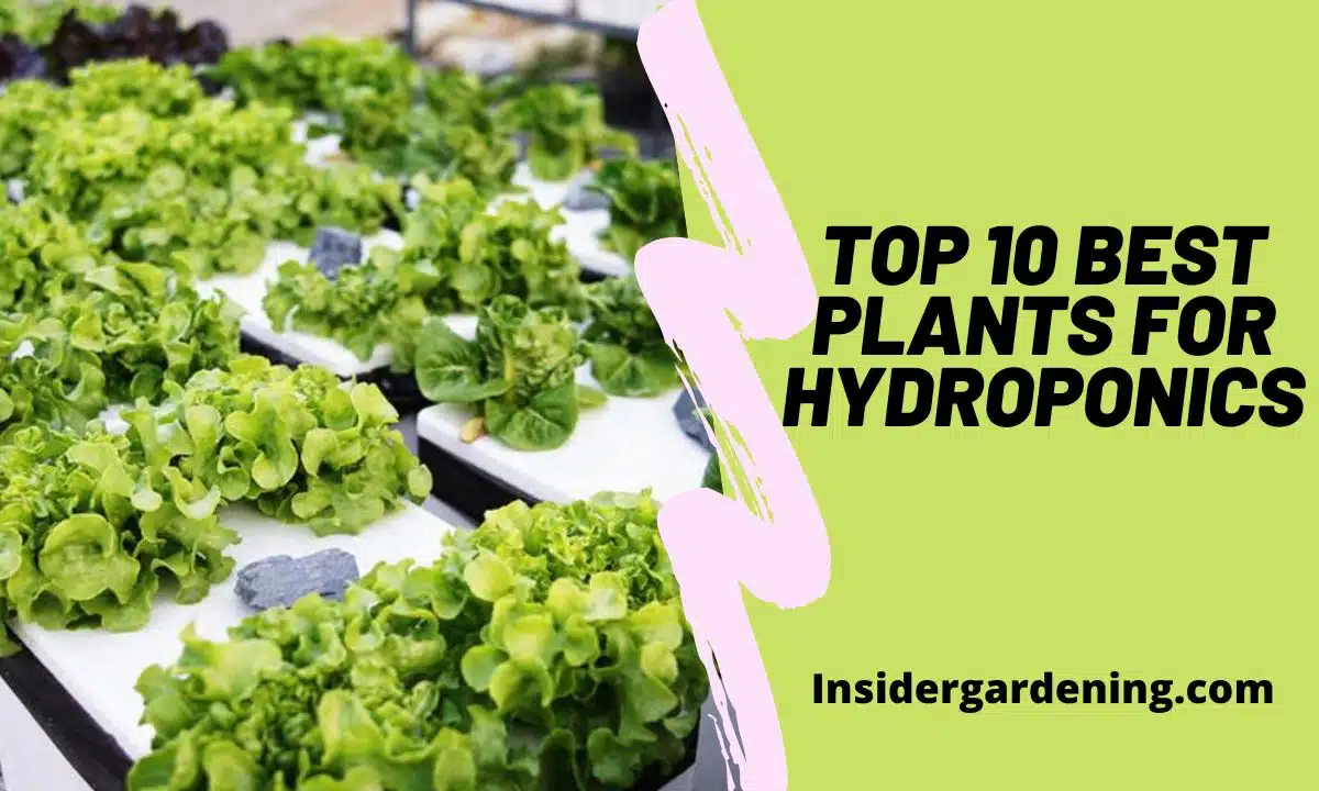 Top 10 Best Plants for Hydroponics
