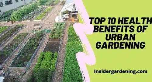 Top 10 Health Benefits of Urban Gardening