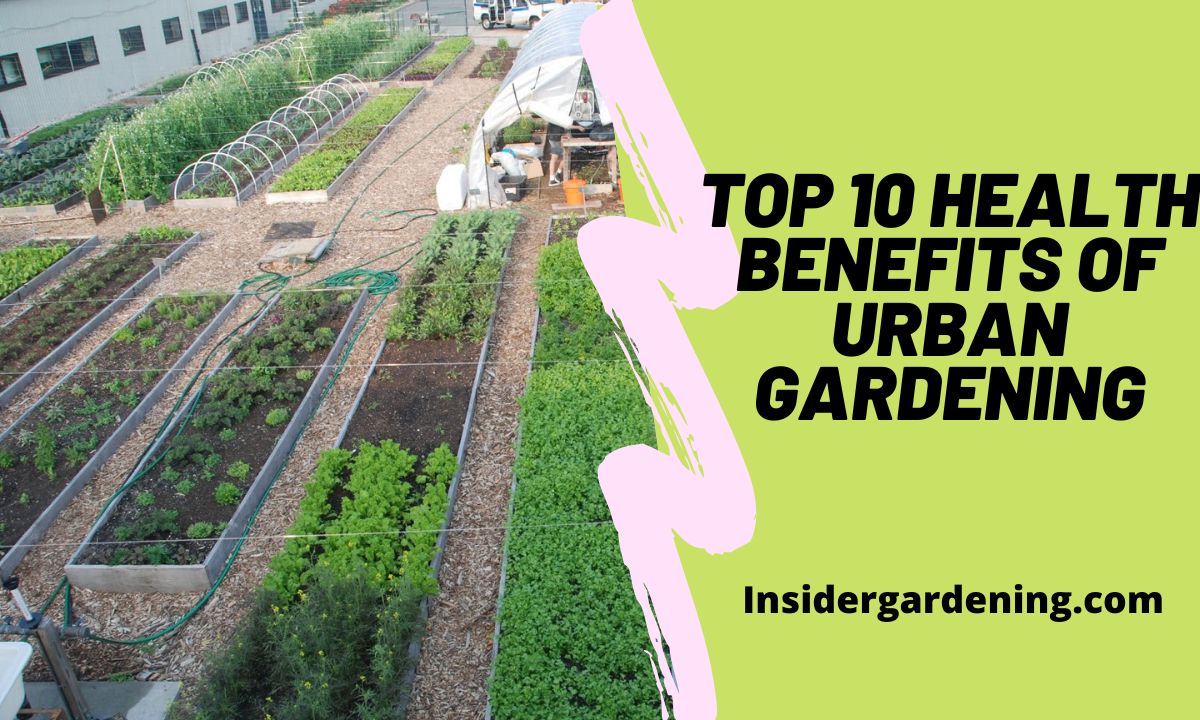Top 10 Health Benefits of Urban Gardening