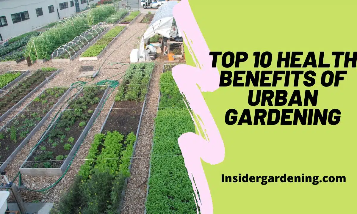 Top 10 Health Benefits of Urban Gardening Top 10 Health Benefits of Urban Gardening