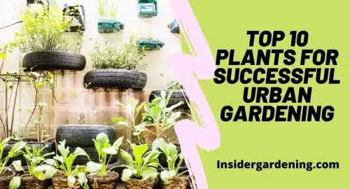 Top 10 Plants for Successful Urban Gardening