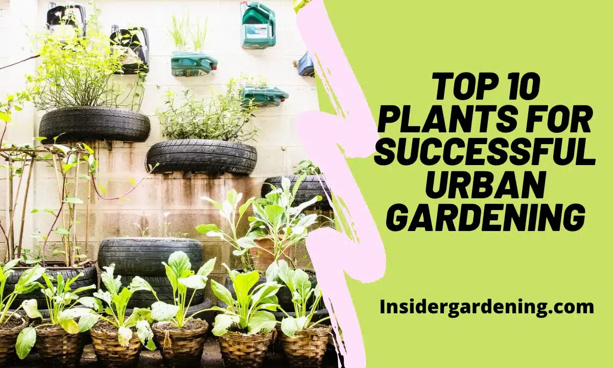 Top 10 Plants for Successful Urban Gardening Top 10 Plants for Successful Urban Gardening