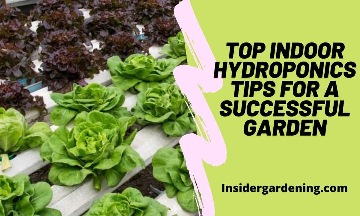 Top Indoor Hydroponics Tips for a Successful Garden