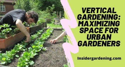 Vertical Gardening Maximizing Space for Urban Gardeners